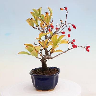 Venkovní bonsai - Pourthiaea villosa - Blýskalka chlupatá - 4