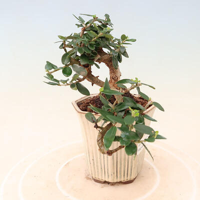 Pokojová bonsai - Olea europaea sylvestris -Oliva evropská drobnolistá - 4