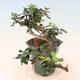 Pokojová bonsai - Olea europaea sylvestris -Oliva evropská drobnolistá - 4/5