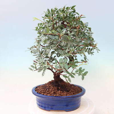 Pokojová bonsai -  Pistácie - 4
