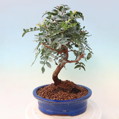 Pokojová bonsai -  Pistácie - 4