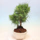 Pokojová bonsai-Pinus halepensis-Borovice alepská - 4/4