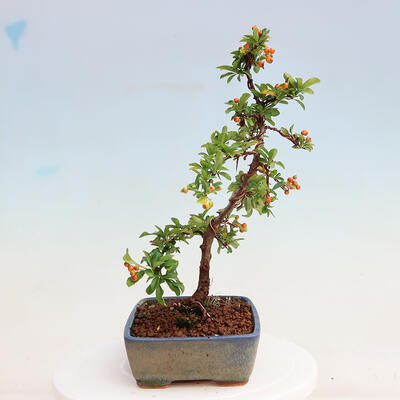 Venkovní bonsai-Pyracanta Teton -Hlohyně - 4