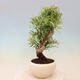 Pokojová bonsai - Ficus nerifolia -  malolistý fíkus - 4/4