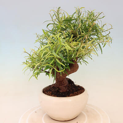 Pokojová bonsai - Ficus nerifolia -  malolistý fíkus - 4