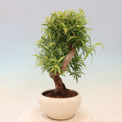 Pokojová bonsai - Ficus nerifolia -  malolistý fíkus - 4