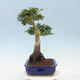 Venkovní bonsai -Javor dlanitolistý Acer palmatum Shishigashira - 4/5