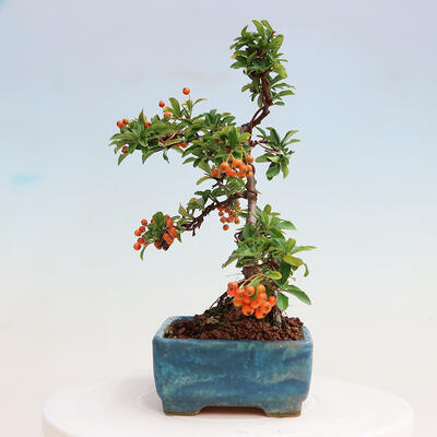 Venkovní bonsai-Pyracanta Teton -Hlohyně - 4