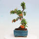 Venkovní bonsai-Pyracanta Teton -Hlohyně - 4/4