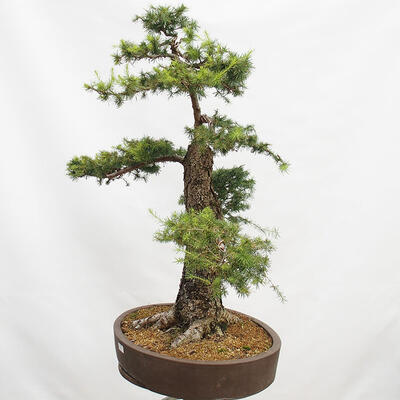 Venkovní bonsai Modřín opadavý Larix decidua - 4