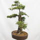 Venkovní bonsai Modřín opadavý Larix decidua - 4/5