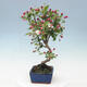 Venkovní bonsai -Malus halliana - Maloplodá jabloň - 4/5
