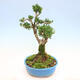 Pokojová bonsai - Buxus harlandii -korkový buxus - 4/6
