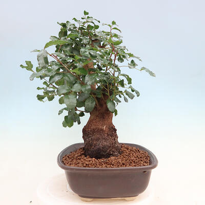 Pokojová bonsai - Rohovnik obecny,svatojansky chleb-Ceratonia sp. - 4