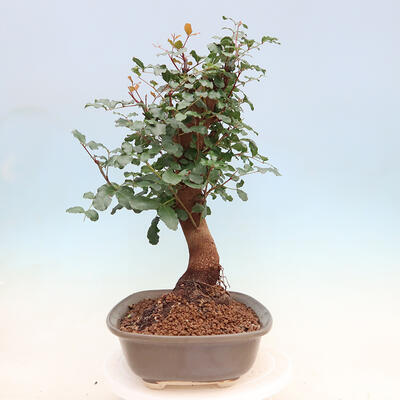 Pokojová bonsai - Rohovnik obecny,svatojansky chleb-Ceratonia sp. - 4