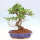 Pokojová bonsai - Ficus kimmen -  malolistý fíkus - 4/5