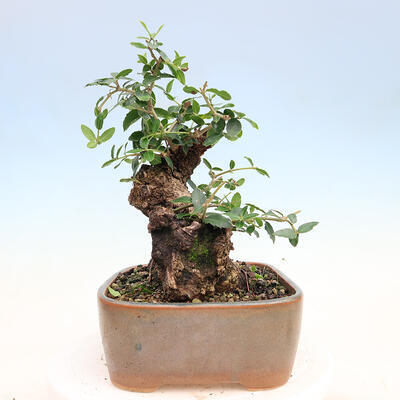 Pokojová bonsai - Jamovec širokolistý - Phillyrea latifolia - 4