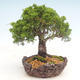 Venkovní bonsai - Juniperus chinensis Itoigawa-Jalovec čínský - 4/6