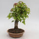 Venkovní bonsai - Javor Buergerianum - Javor Burgerův - 4/6