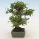 Venkovní bonsai - Juniperus chinensis Itoigawa-Jalovec čínský - 4/5