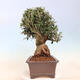 Pokojová bonsai - Olea europaea sylvestris -Oliva evropská drobnolistá - 4/7