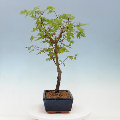 Venkovní bonsai - Javor dlanitolistý oranžový - Acer palmatum KATSURA - 4