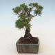 Venkovní bonsai - Juniperus chinensis -Jalovec čínský - 4/5