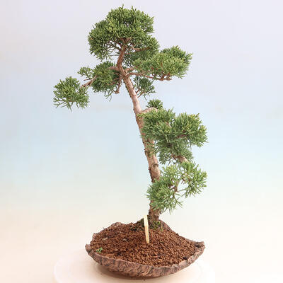 Venkovní bonsai - Juniperus chinensis Kishu-Jalovec čínský - 4