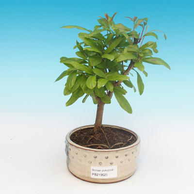 Pokojová bonsai-PUNICA granatum nana-Granátové jablko - 4