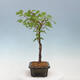 Venkovní bonsai - Javor dlanitolistý oranžový - Acer palmatum KATSURA - 4/4