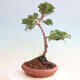 Venkovní bonsai - Juniperus chinensis Kishu-Jalovec čínský - 4/4
