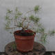 Yamadori - Pinus sylvestris - borovice lesní - 4/5