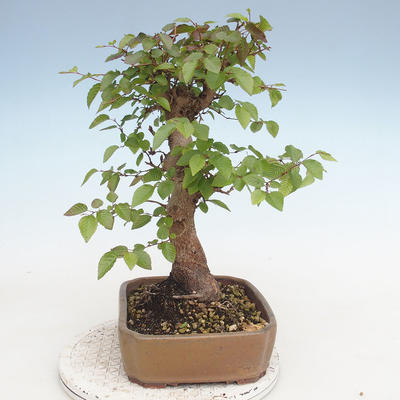 Venkovní bonsai -Carpinus CARPINOIDES - Habr korejský - 4