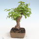 Venkovní bonsai -Carpinus CARPINOIDES - Habr korejský - 4/5