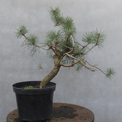 Yamadori - Pinus sylvestris - borovice lesní - 4