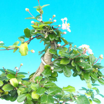 Pokojová bonsai - Barbadoská třešeň PB215984 - 4