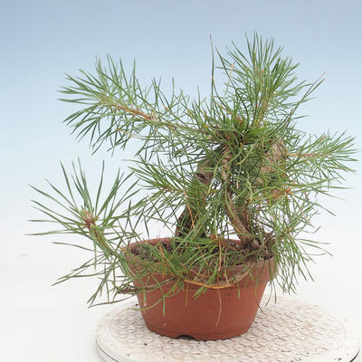 Venkovní bonsai - Pinus Sylvestris - Borovice lesní - 4