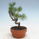 Venkovní bonsai - Pinus Sylvestris - Borovice lesní - 4/4
