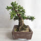 Venkovní bonsai - Juniperus chinensis -Jalovec čínský - 4/5