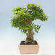 Pokojová bonsai - Duranta erecta Aurea - 4/5