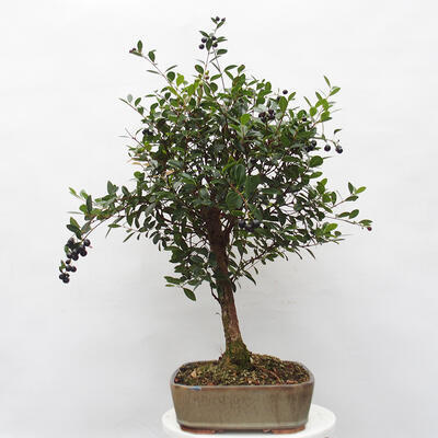 Pokojová bonsai s podmiskou - Syzygium - Pimentovník - 4
