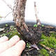 Yamadori - Pinus sylvestris - borovice lesní - 4/5