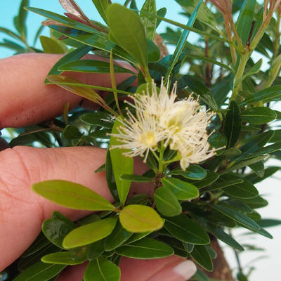 Pokojová bonsai Syzygium -Pimentovník PB217385 - 4