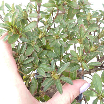 Venkovní bonsai - Japonská azalka - Azalea Japonica - 4