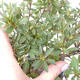 Venkovní bonsai - Japonská azalka - Azalea Japonica - 3/3