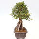Venkovní bonsai - Zelkova - Zelkova NIRE - 4/6