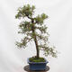 Venkovní bonsai - Hloh - Crataegus monogyna - 4/5