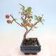 Venkovní bonsai -Malus halliana - Maloplodá jabloň - 4/7