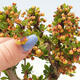 Venkovní bonsai - Berberis thunbergii Kobold - Dřištál Thunbergův - 4/4