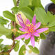 Pokojová bonsai - Grewia occidentalis - Hvězdice levandulová - 4/4
